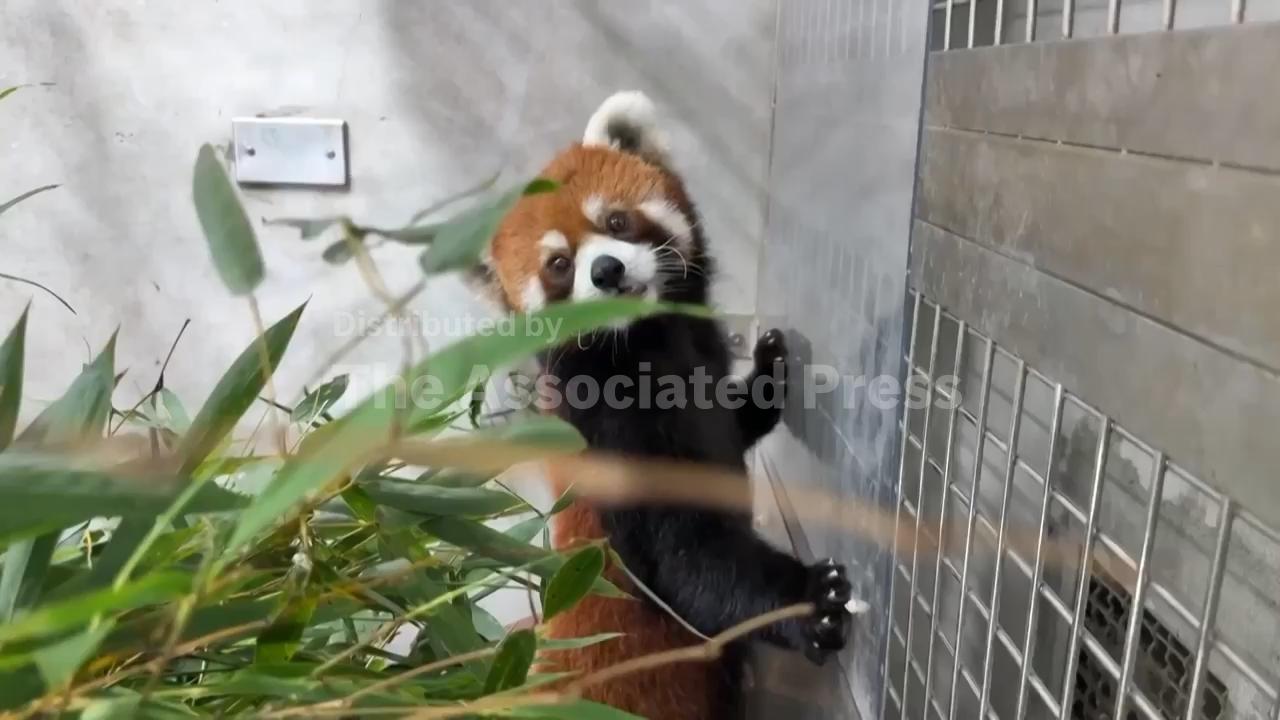 Taipei Zoo welcomes a pair of red pandas from China, first in over